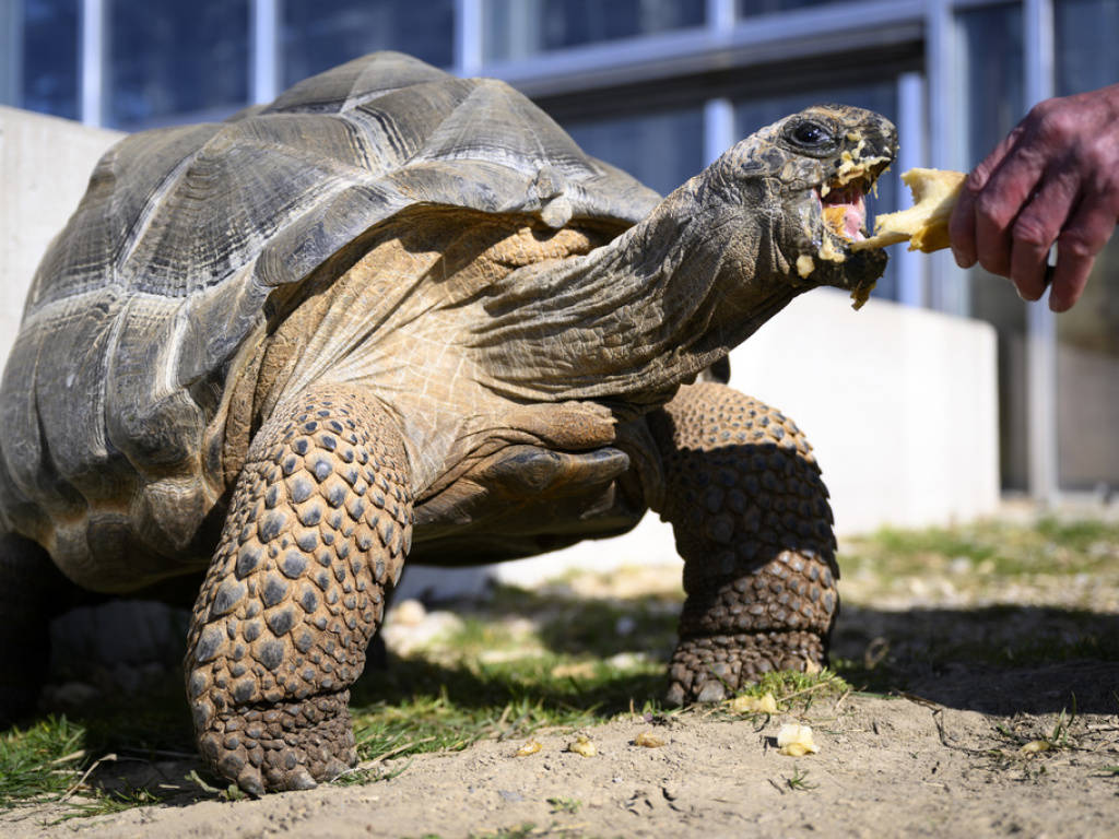 Tortue géante des Seychelles, tortue léopard, tortue des Galapagos5  tortues qui ont de quoi surprendre : Femme Actuelle Le MAG