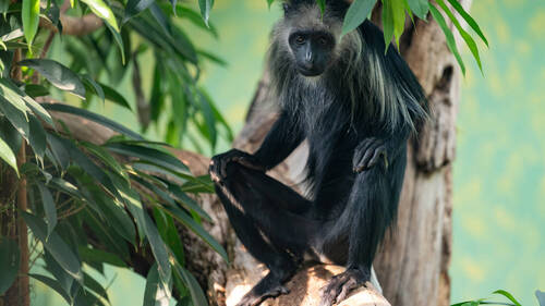 Des colobes magistrats, singes très menacés, au zoo de Zurich