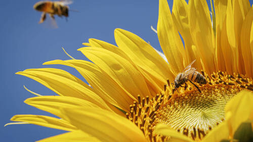 L'abeille mellifère sauvage est en danger en Europe