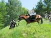 Les chevaux de l'armée suisse en exposition à Berne