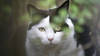 Les chats ne devraient pas être munis d'une puce électronique
