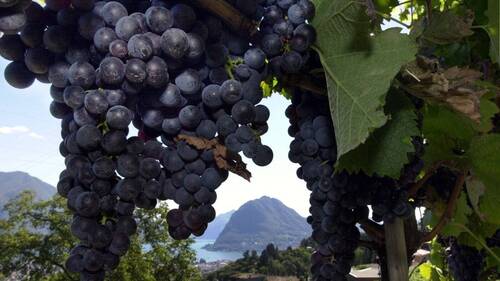 Les vignes ensauvagées propagent la flavescence dorée