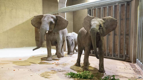 Le zoo de Bâle accueille à nouveau un groupe d'éléphants