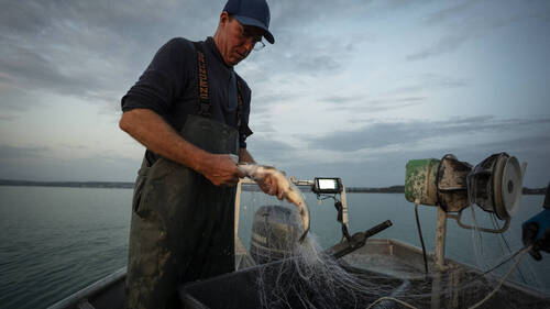Les pêcheurs créent la marque "Poisson sauvage suisse"