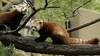 Deux pandas roux se sont échappés dans un zoo à Gossau (SG)