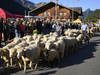 Retour de la Foire aux moutons et désalpe à Bellegarde (FR)