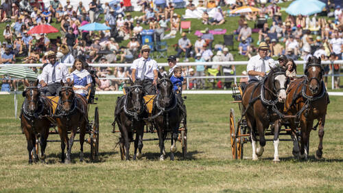 Un Marché-Concours aux couleurs bernoises se prépare