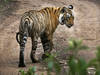 Une première: l'Inde enverra des tigres au Cambodge