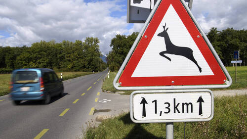 Genève reconduit les tirs de régulation des cerfs