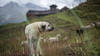 Loup: la Suisse à nouveau réprimandée par la Convention de Berne