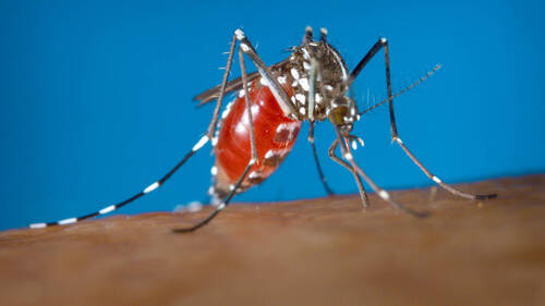 Chikungunya: le vaccin de Valneva suspendu aux Etats-Unis
