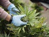 Etude à Bâle sur la vente réglementée de cannabis en pharmacie