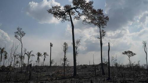 Pour se régénérer, l'Amazonie compte sur quelques espèces d'arbres