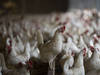 Produire de l'électricité avec des plumes de poulet