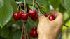 Près de 2400 tonnes de cerises vont être récoltées en Suisse