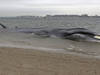 France: une baleine échouée sur une plage est repartie en mer