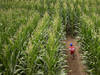 Les producteurs de céréales satisfaits des récoltes 2022