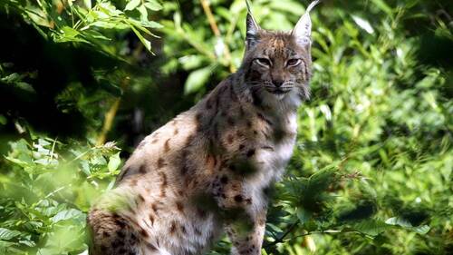 Lynx et flamants roses vont mieux en France, selon le WWF