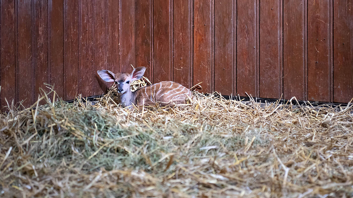 Un okapi et un koudou sont nés au zoo de Bâle