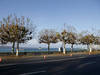 La Ville de Genève contrainte d'abattre 10 arbres autour de la rade