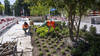 La Ville de Genève a planté près de 400 arbres depuis l'automne