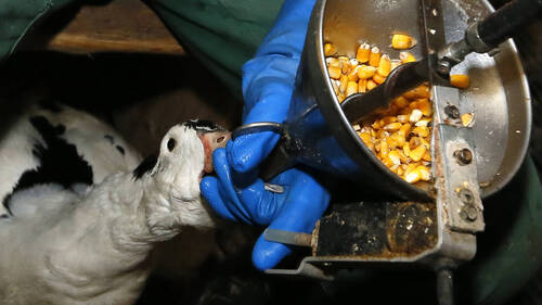 Foie gras: le Parlement favorable à des restrictions