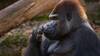 Le mâle dominant des gorilles du zoo de Bâle est mort