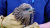 oiseau 