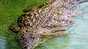 Indonésie: nouvelle attaque de crocodile contre un enfant