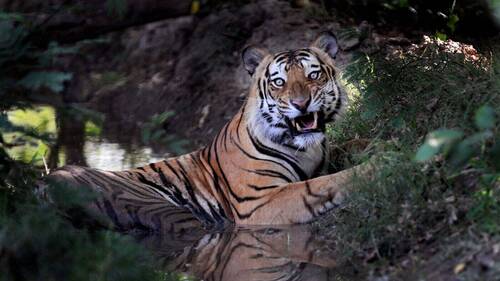 La population de tigres continue d'augmenter au Népal