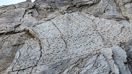 "Immense" ensemble d'empreintes de dinosaures découvert en Italie