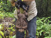 Australie: découverte d'un crapaud buffle géant de 2,7 kg
