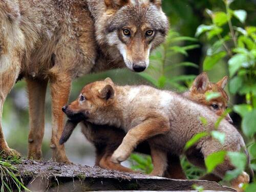 Les défenseurs du loup exigent un nouveau texte et d'être consultés
