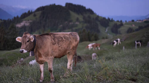 Un nouveau virus détecté chez des bovins suisses