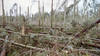 Il y a 25 ans, Lothar faisait des ravages dans les forêts suisses