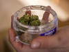Vente régulée de cannabis: feu vert au projet lausannois