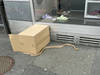 Python capturé dans la rue à Kriens (LU)