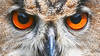 Chemins de fer: prévenir l'électrocution des grands oiseaux