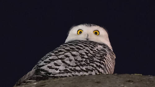 Protection internationale pour 40 nouvelles espèces migratrices