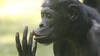 Le rire rend les bonobos optimistes