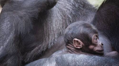 Naissance parmi les gorilles du zoo de Bâle, après deux décès