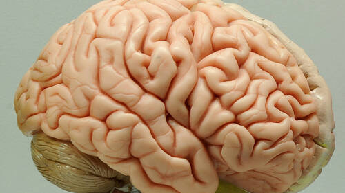 Le cerveau pourra être cartographié avec une meilleure résolution