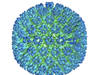 Virus à l'origine de la sclérose en plaques probablement identifié