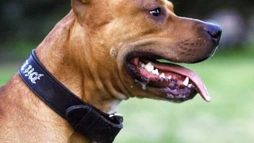 France: le chien Curtis, qui avait tué Elisa, sera euthanasié