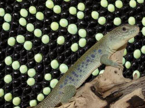 Le secret mathématique du camouflage chez le lézard ocellé