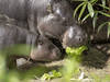 Premières sorties du bébé hippopotame nain Sala au zoo de Bâle