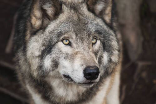 Loup