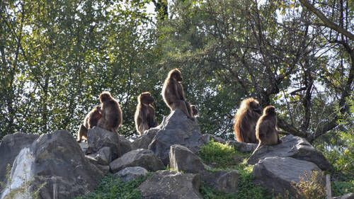Le zoo de Zurich euthanasie dix singes Géladas en surnombre