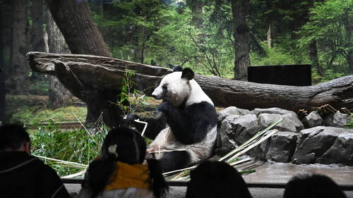 A Tokyo, des admirateurs font leurs adieux aux deux pandas