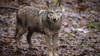 Quarante-huit loups ont été tirés dans les Grisons
